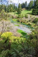 The colorful Blue Springs surrounded by native bush and farmland, Putaruru, Waikato, New Zealand.