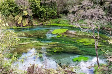 Fototapeta premium The colorful Blue Springs surrounded by native bush and farmland, Putaruru, Waikato, New Zealand.