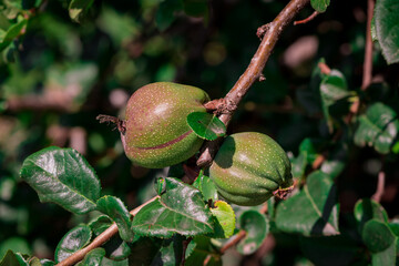 Unripe fruit of a Japanese quince (Chaenomeles japonica)