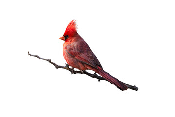Northern Cardinal (Cardinalis cardinalis) Photo, Perched on a Transparent Isolated PNG Background	