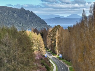 Countryroad surrounded by poplar trees in the springtime. Kinloch, Waikato, New Zealand.
