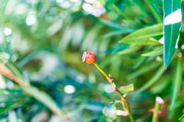 frutos invierno rojos