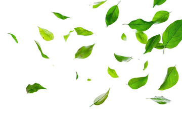 PNG  Green leaves falling backgrounds plant herbs.
