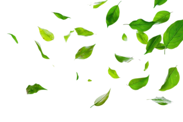 PNG  Green leaves falling backgrounds plant herbs.