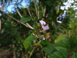 pueraria phaseoloides in the nature