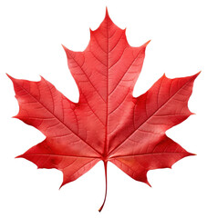 PNG Vibrant red maple leaf isolated