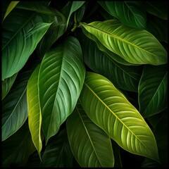 Fototapeta premium Lush Green Leaves Texture for Nature Background
