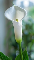 White Calla Lily Flower in Bloom, Close-Up. Elegant Floral Background with Copy Space for Text.