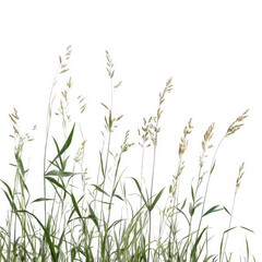 Close-up of tall grass with seed heads against a black background.