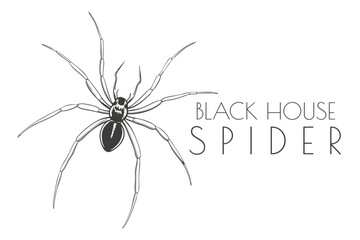 Illustration of a Animal - Black House Spider, Arachnida