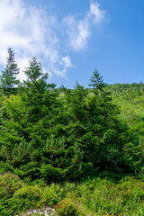 spruce trees against the sky