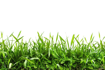 Fototapeta premium PNG Border of grass backgrounds plant green.