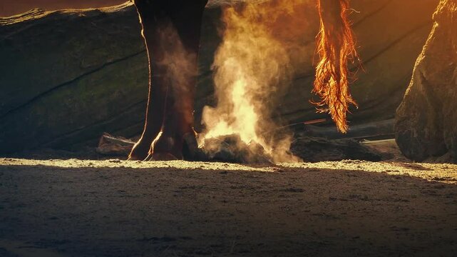 Steaming Cow Dung On Farm
