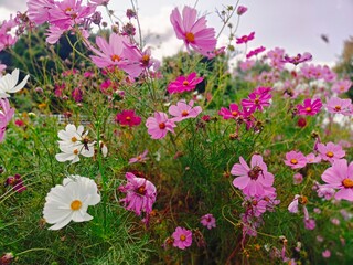 Close up portrait of beautiful flowers