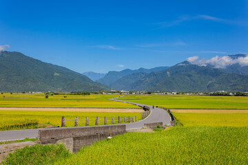 Sunny view of the beautiful rice paddy field at Chishang