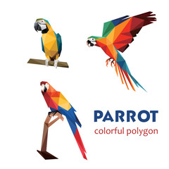 Beautiful Parrot Bird Set in polygonal. Abstract parrot Collection Illustration. Polygonal Parrot Illustration.eps © ADITYA FIRMAN