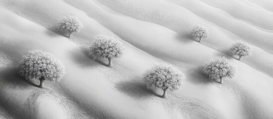 Blooming almond trees allegorical representation abstract naturalism black and white imagery aerial abstract photography of desert landscapes contemporary photographic artwork
