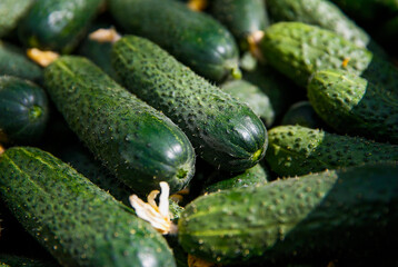 A vibrant display of freshly harvested cucumbers filling a stall at a farmers market. The lush green vegetables showcase their natural texture and freshness under the warm summer sun.