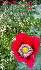 Poppy and greens in the garden