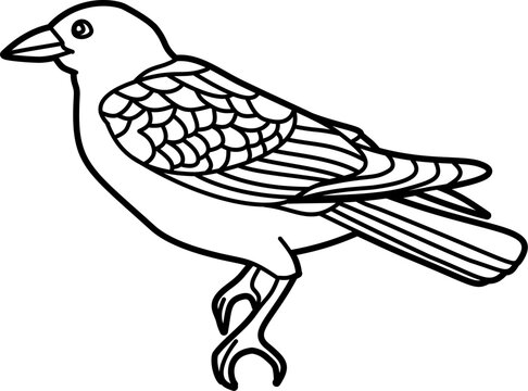 recommend clip art: Crow bird coloring outline illustration vector