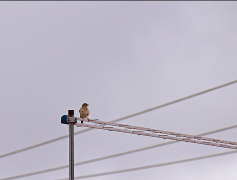 baby sparrow perched on a TV antenna, close to power lines.