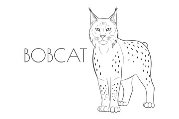 Illustration of a Animal - Bobcat, Mammalia