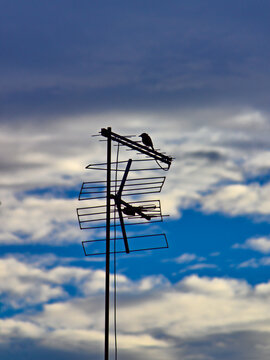 silhouette of a kiskadee perched on a TV antenna, with a blue sky and white clouds in the background.
