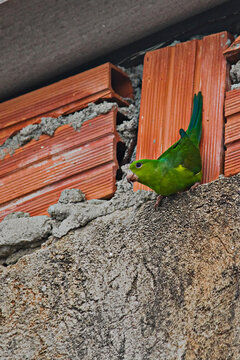 Orange-winged Parrot (Amazona amazonica) clinging to the edge of an unfinished wall.