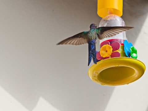 yellow bell on theSmall Swallow-tailed Hummingbird (Eupetomena macroura), hovering in the air, with its back to the camera, as it approaches a plastic birdbath. wall