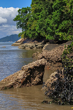Rocks discovered during low tide, with shellfish marking the water line, in the background vegetation from the Atlantic forest and coastal mountains.
