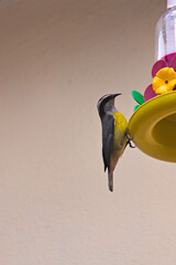 small bird known as a Bananaquit (Coereba flaveola), clinging to the edge of a plastic feeder, to...