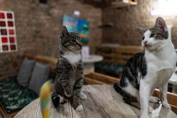 Two funny kittens on wooden table