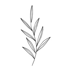 Vector outline branch with leaves.Simple design element for botany emblem.Organic logo template.Hand drawn floral illustration for prints,flyers,banners,wedding,invitations,clipart.