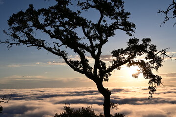 silhouette of a tree