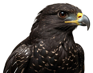 PNG Nighthawk buzzard animal beak.