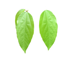 Two Oval Green leaves with transparent image of PNG format extension