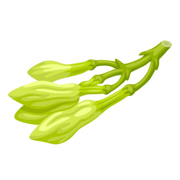 Vector illustration of Loroco flower bud, scientific name Fernaldia pandurata, isolated on white background.
