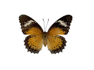 The Leopard Lacewing is name of butterfly with transparent image of PNG format extension.