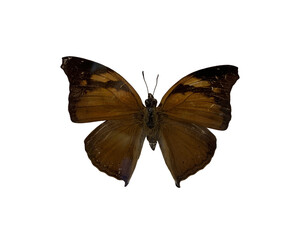 Fototapeta premium The Autumn Leaf is name of butterfly with transparent image of PNG format extension.