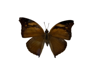 The Autumn Leaf is name of butterfly with transparent image of PNG format extension.