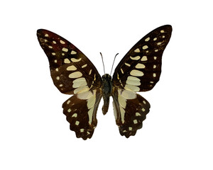 The Common Jay is name of butterfly with transparent image of PNG format extension.