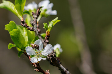 夏に咲くセイヨウミザクラの白い花