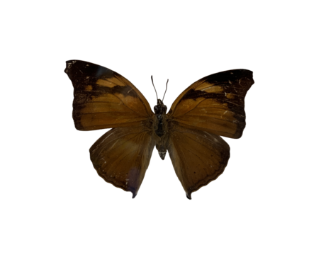 The Autumn Leaf is name of butterfly with transparent image of PNG format extension.
