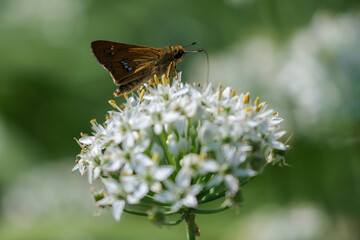 野蒜の花の蜜を吸うセセリチョウ