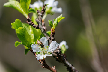 夏に咲くセイヨウミザクラの白い花
