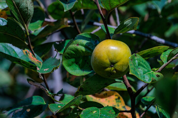 熟し始めた柿の実
