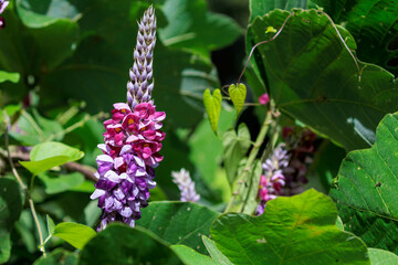 紫色の花を咲かせた葛
