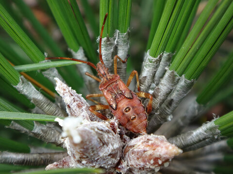 The western conifer seed bug (Leptoglossus occidentalis), fifth instar nymph on maritime pine