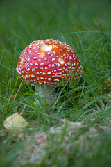 amanita muscaria fly agaric