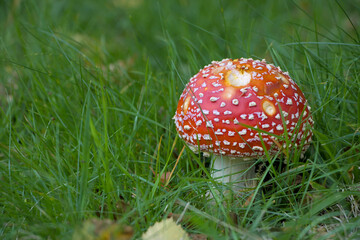 fly agaric mushroom